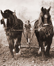 Photo: woman driving two horses pulling an agricultural rake